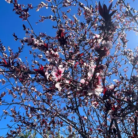 Appartamento Zulia Suites, Masca, Teide, Gigantes, Excursions, Ac, Wifi-6 *