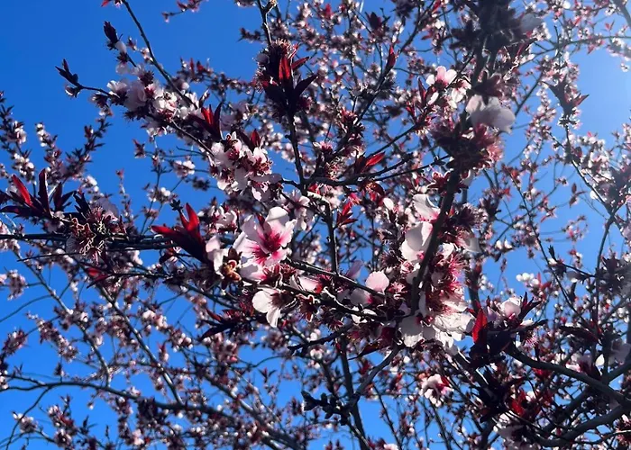 Lejlighed Zulia Suites, Masca, Teide, Gigantes, Excursions, Ac, Wifi-6 *